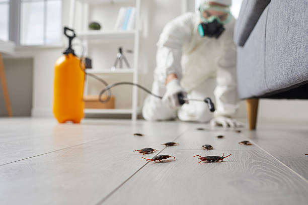 Commercial Kitchen Cockroach Control in Borden